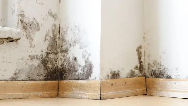 Mold growth in the corner of a room above the baseboards