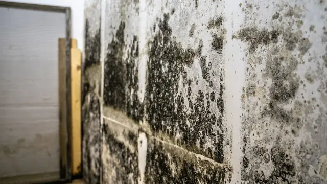 Heavy black mold growth across a wall beside a wooden door frame