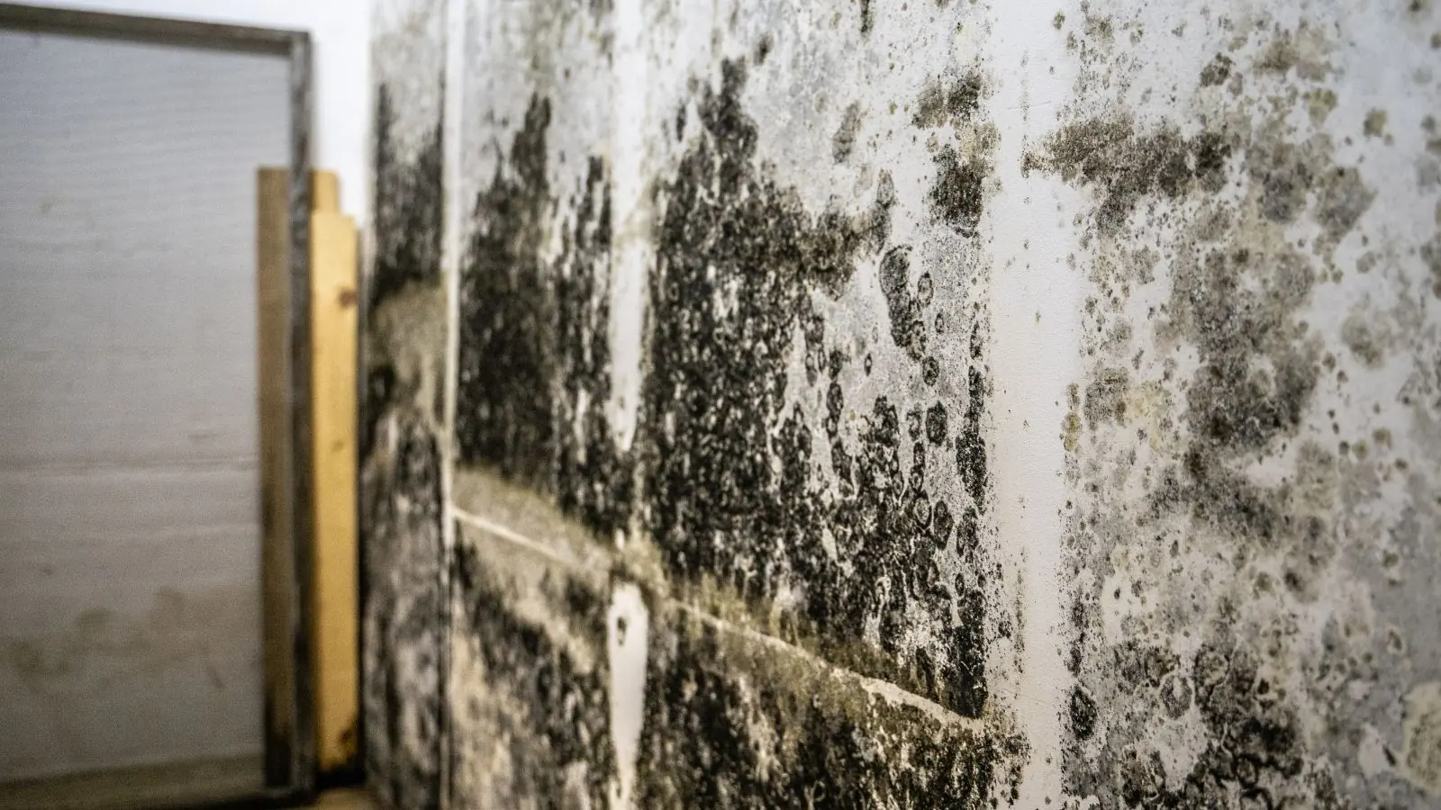 Heavy black mold growth across a wall beside a wooden door frame