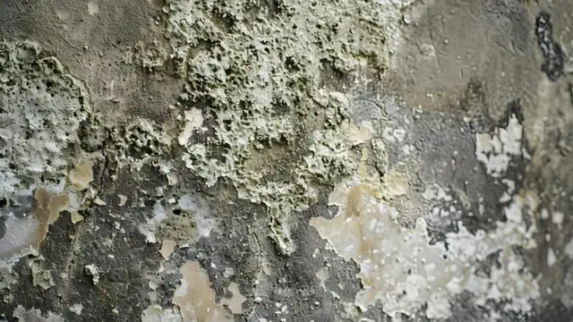 Close view of black and gray mold colonies on a damaged surface
