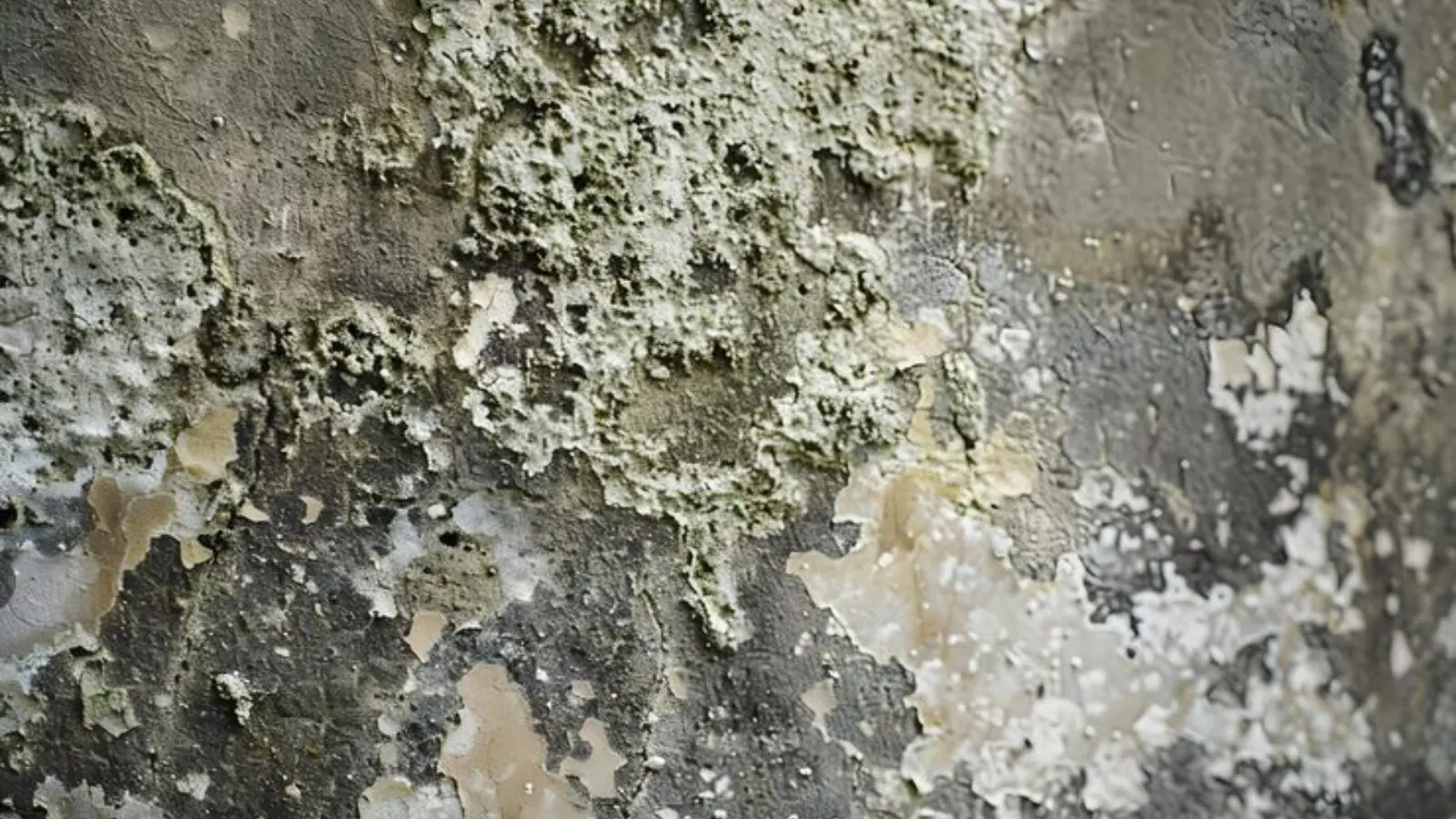 Close view of black and gray mold colonies on a damaged surface